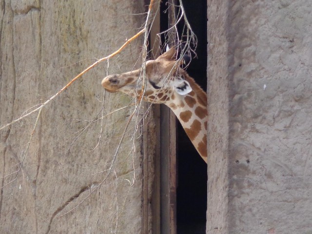 It says something when it's too hot for giraffes to come outside.