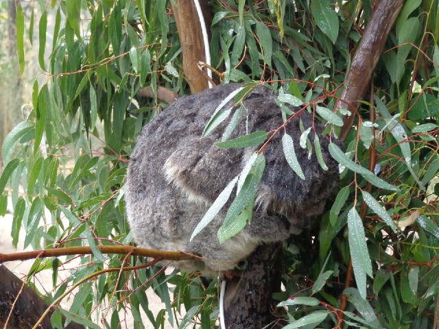 This koala is wet because there's a nozzle at the top of its tree spraying a fine mist.