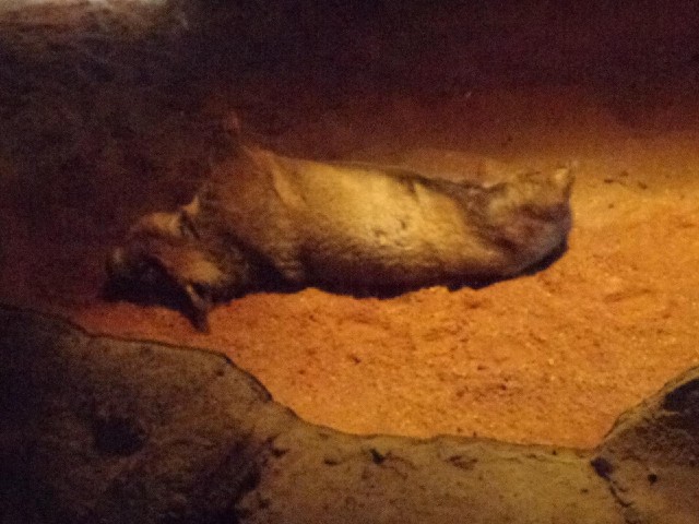 This is how wombats sleep in their burrows.