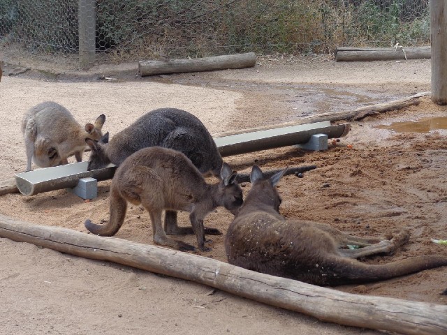 Little kangaroos.
