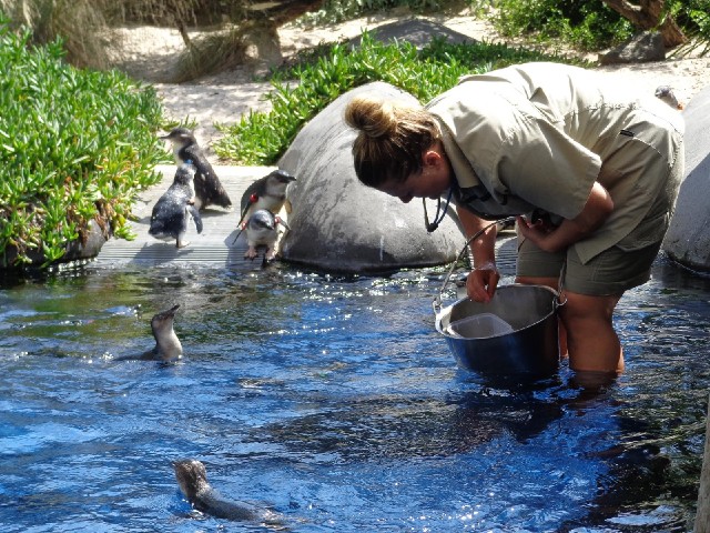 Feeding penguins.