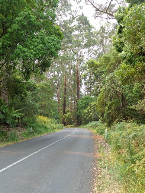 This isn't actually the Great Ocean Road. It's the side road to the Cape Otway lighthouse, which I s...