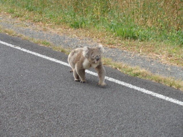 I never expected to see a koala just walking along the road like this. I thought they spent all thei...