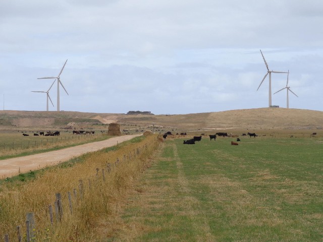 Cows and turbines.