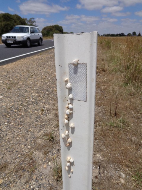 Snails on the back of one of the roadside reflectors.