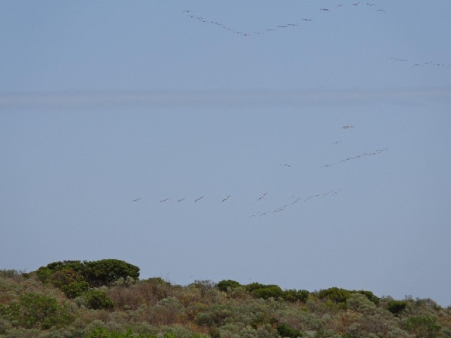 About half of a large group of pelicans which flew over the road immediately after I had decided not...