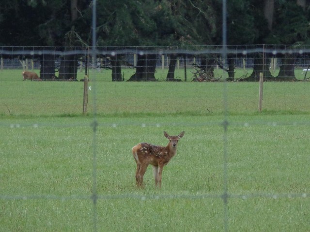 This little deer was all on its own in quite a large field. It was standing very still. There were a...