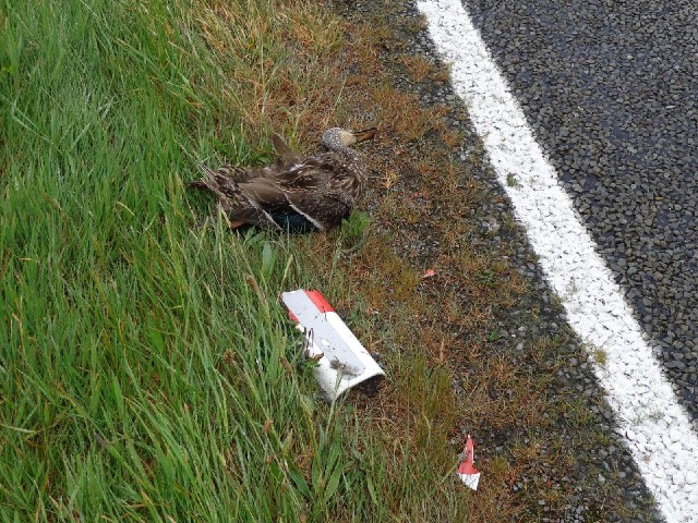 This duck seems to have had an accident with one of the roadside markers. Strangely, the marker has ...