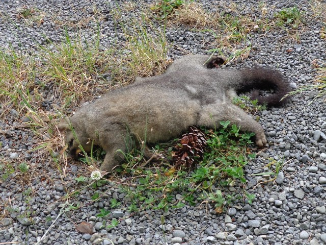 This looks like a possum. I don't think it was killed on the road. It looks more like it fell out of...