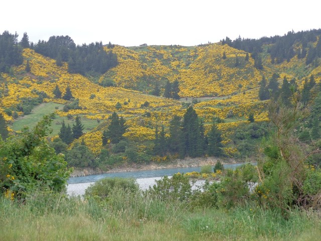 Gorse and the blue river.