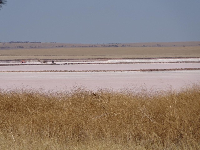 Machines at work recovering salt from a large, slightly pink salt pan. You can see a ridge of salt p...