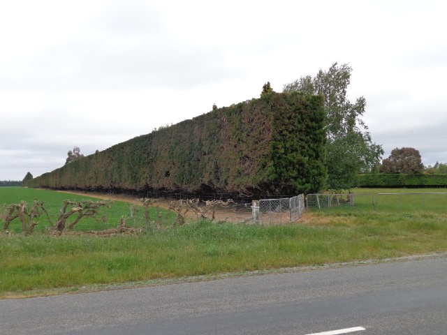 There are big hedges like this everywhere. I think they're used as windbreaks. They seem to be doing...