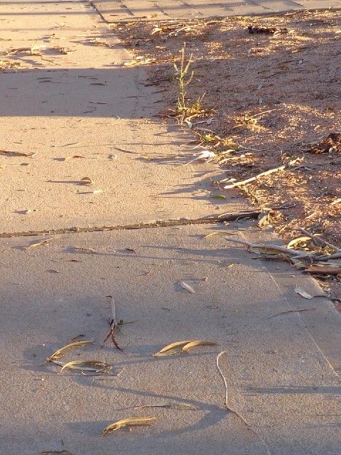A procession of ants.