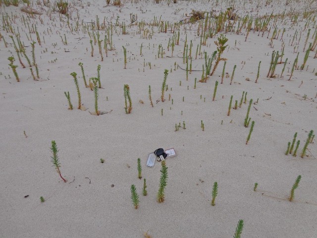 This is an area of constantly shifting sand dunes. These little plants are trying to grow through th...