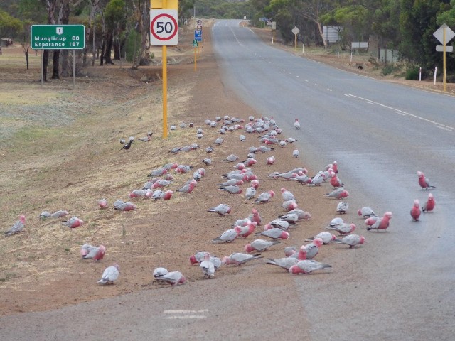 I haven't seen any Galahs for a few days but Ravensthorpe has hundreds of them.