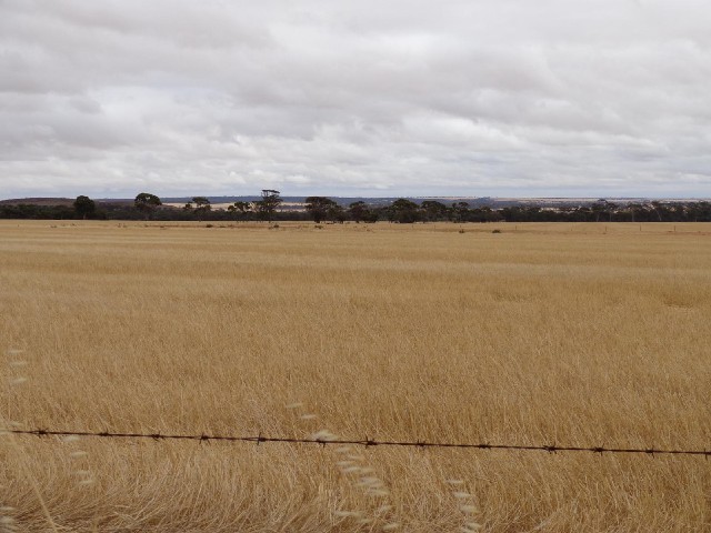 This region is known as the Wheatbelt.