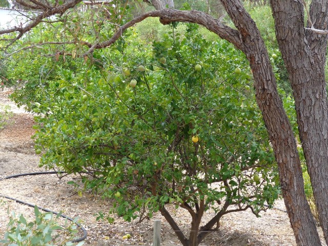 A lemon tree.