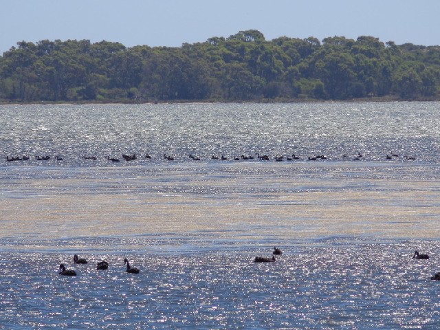 Swans at Australind.