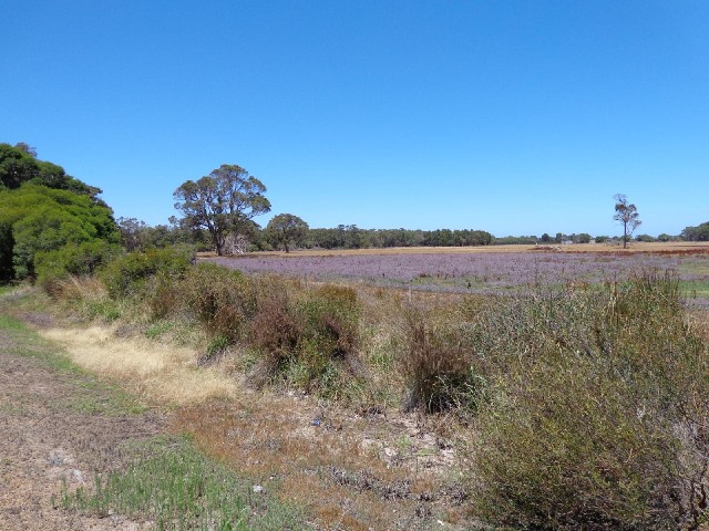 A purple field.