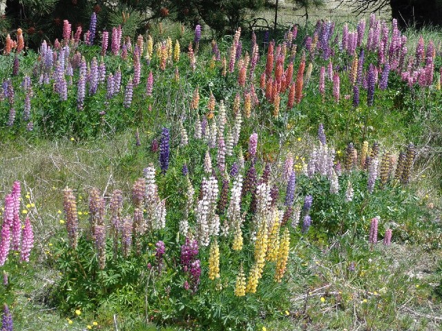 More lupins!