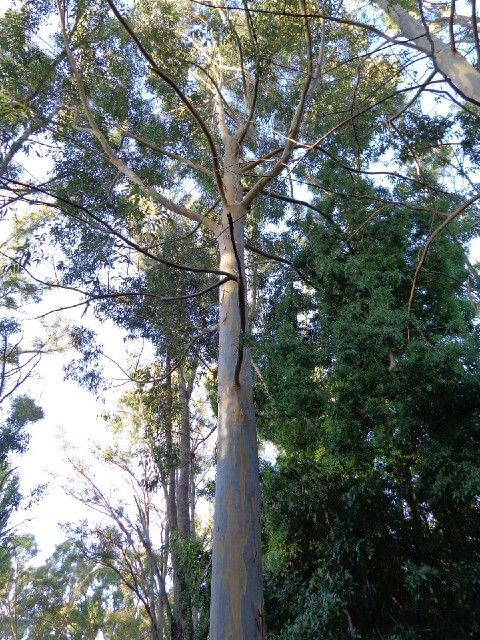 Just a gum tree in the garden.