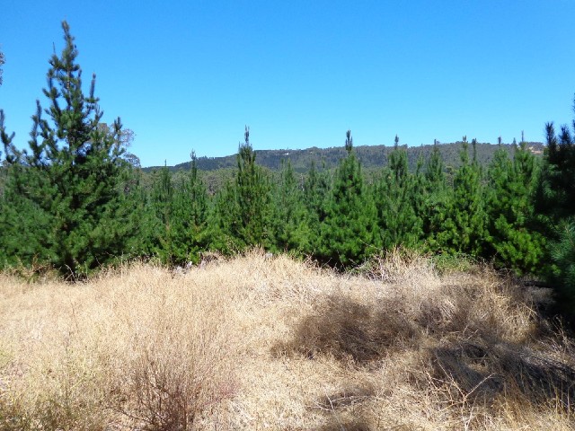 I'm now in a conifer-growing region. Here are some.