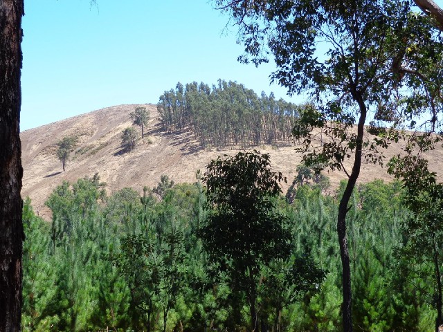 It looks like the conifers have been harvested off that hillside, leaving the other trees standing.