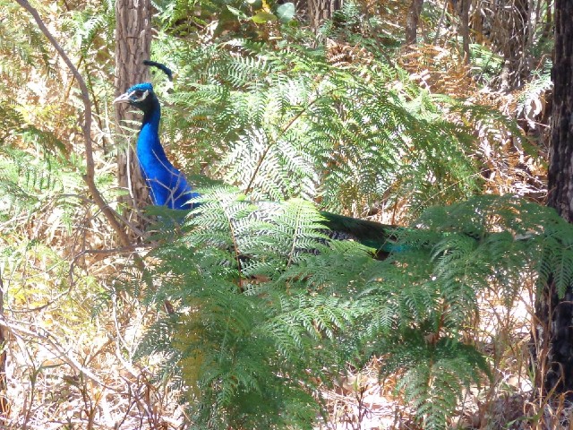 A peacock trying to hide. They're not very good at it.
