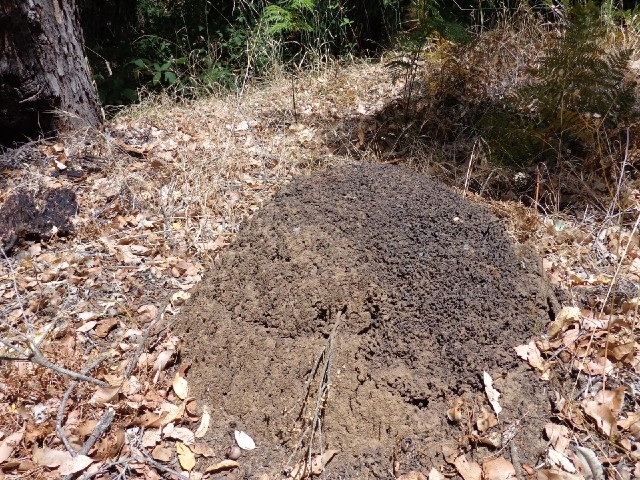 I think this is a termite mound but I couldn't see any termites.