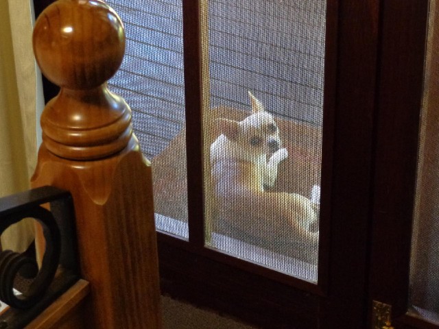 A little dog outside my room. I think it lives here.