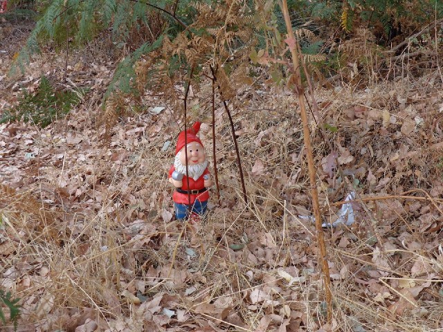 Here's a gnome, standing watch at the Southern extreme of Gnomeville.