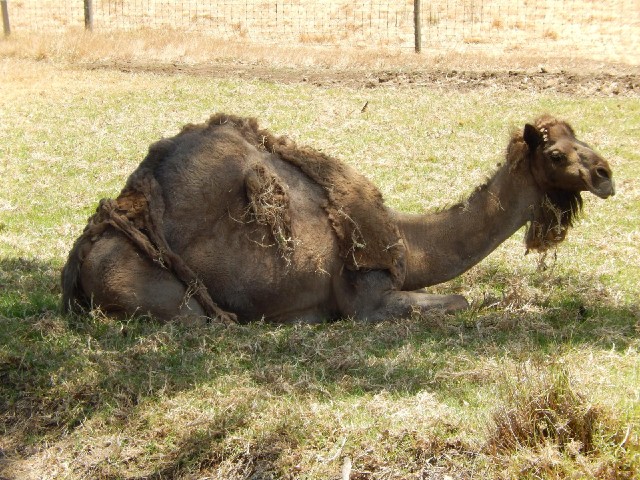A sleepy camel. It sat down as soon as I arrived and then I watched its eyes close and its neck star...