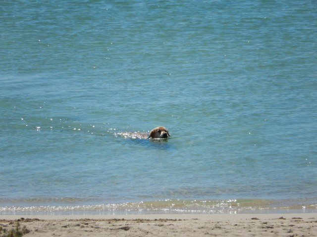 This dog is coming ashore dangerously close to the boundary between the two beaches.