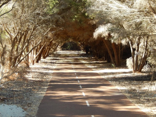 The cycle path through a tunnel of trees.