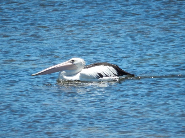 A pelican keeping a low profile.