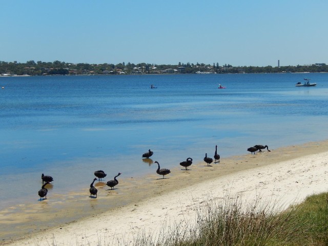 I think all the swans I've seen in Australia and New Zealand have been black. It will be strange to ...