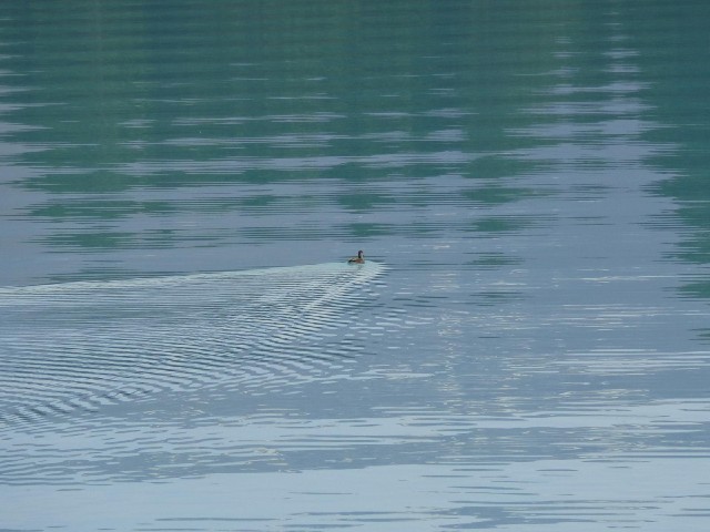 A duck on Lake Ruataniwha.