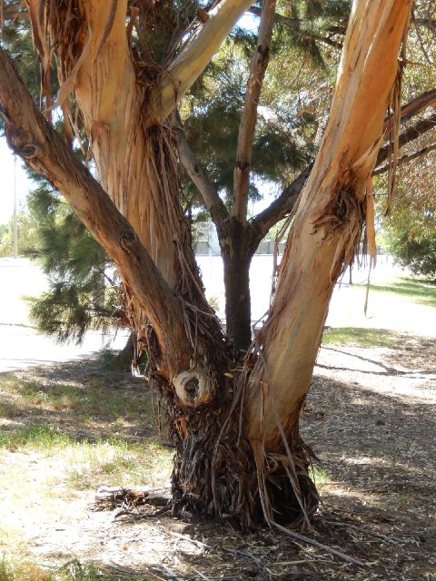 A hairy tree.