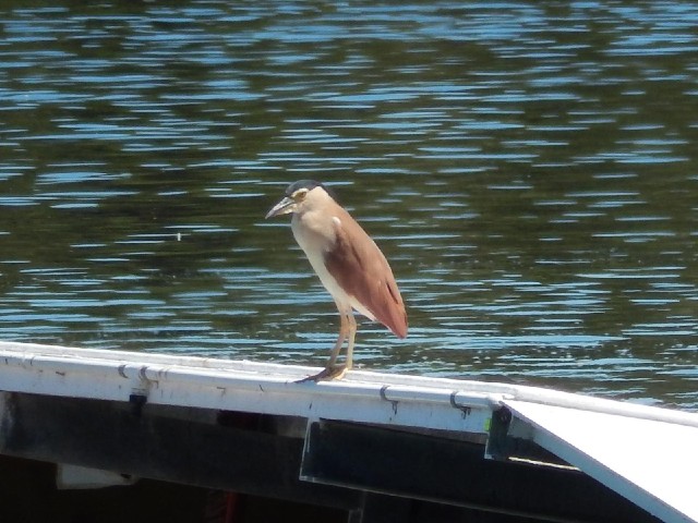 Another bird standing on the waterski jump ramp.