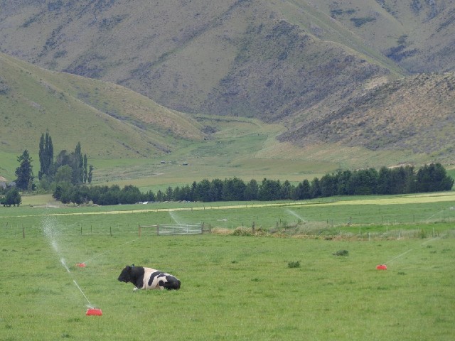 This field of cows had a remarkable number of water sprinklers.
