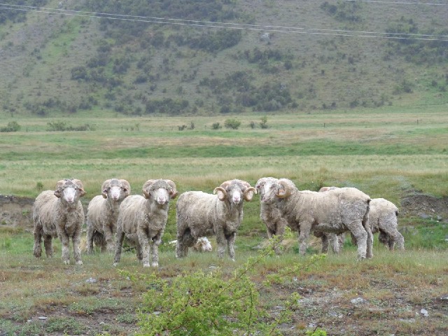 All the sheep I would see today would be merinos. They're funny looking things.