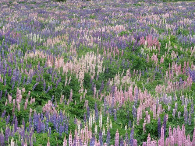 Just in case you didn't know what a lupin looks like.