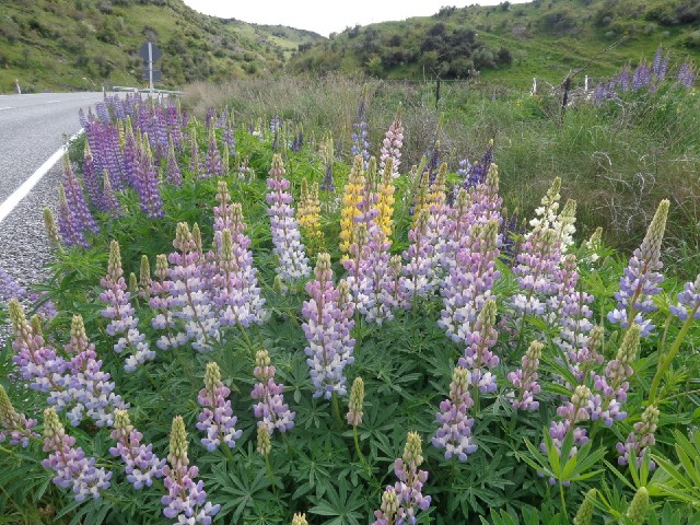 Variegated lupins.