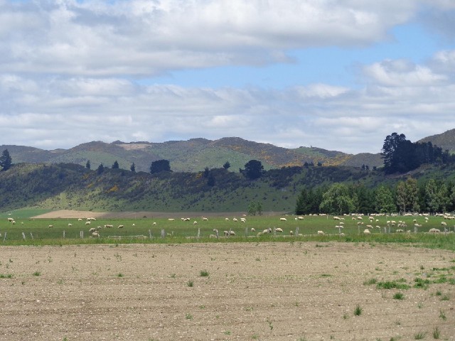 Landscape with sheep.