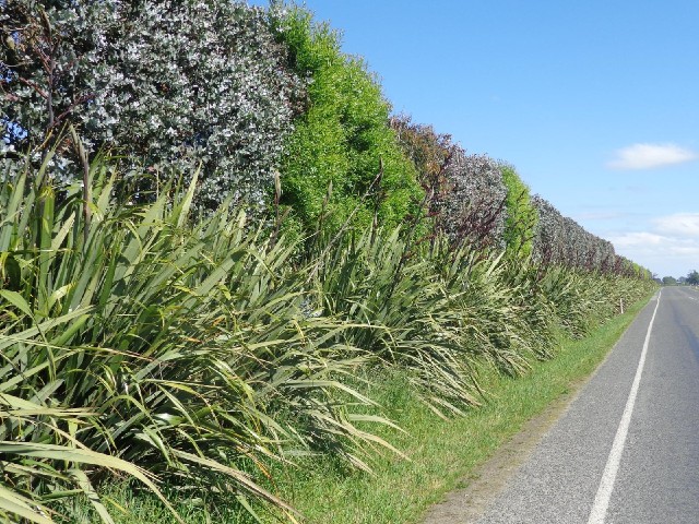 The high hedges of the first day are making a comeback. This one uses some exotic trees.