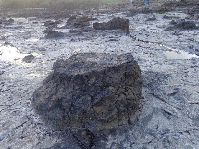 Here's a good example of a petrified stump.