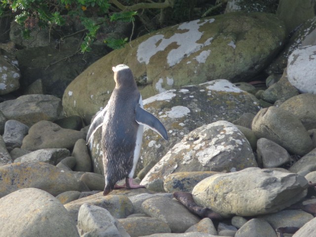 This penguin has nearly reached the bushes. They make slow progress across the land and spend a lot ...