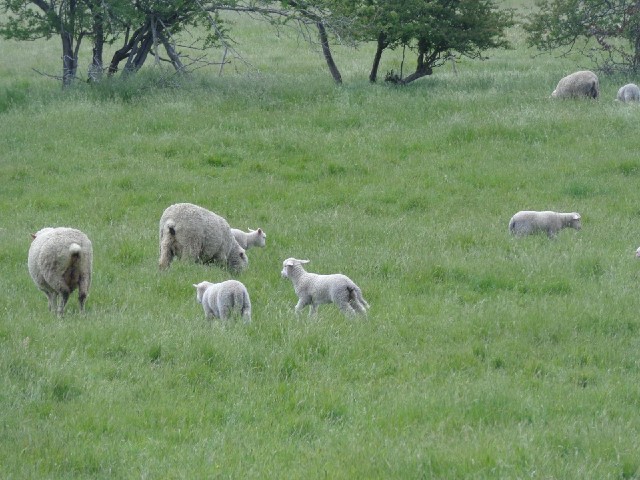 Lambs! In November!