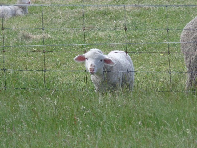 a lamb doing what lambs do.