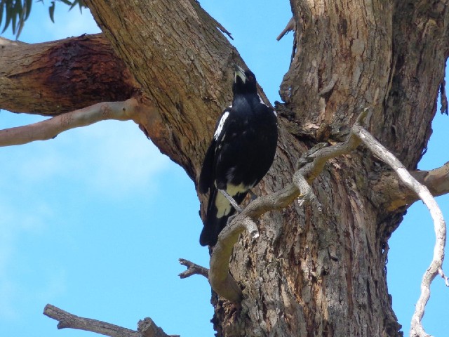 This is what Australians call a magpie. I have heard that in some cities, they commonly attack cycli...